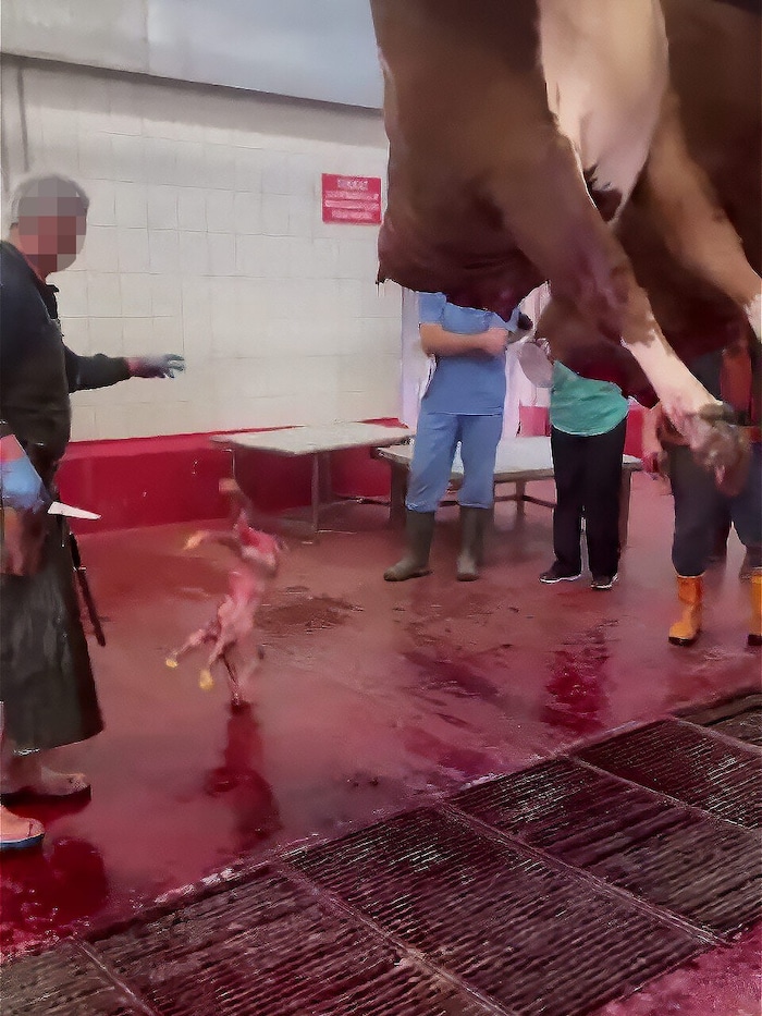 Das Kalb wurde aus seiner Mutter geschnitten und fällt zu Boden.