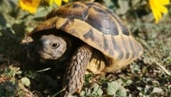 Im Schnitt legte Leonardo sechs Meter am Tag zurück – seine Besitzer hatten jede Hoffnung bereits aufgegeben (Symbobild). (Bild: Tierheim Linz)