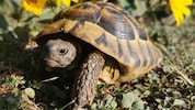 Im Schnitt legte Leonardo sechs Meter am Tag zurück – seine Besitzer hatten jede Hoffnung bereits aufgegeben (Symbobild). (Bild: Tierheim Linz)