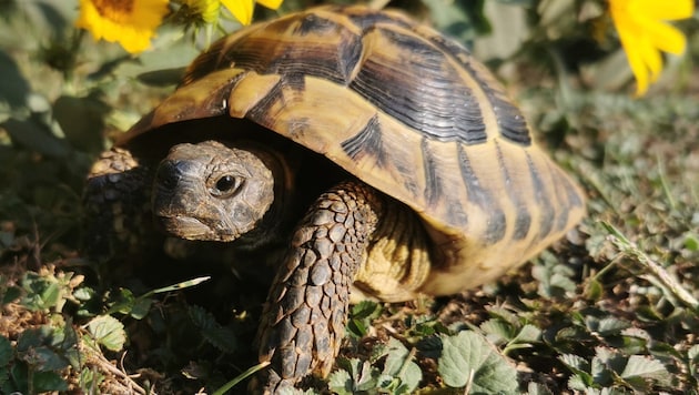 Im Schnitt legte Leonardo sechs Meter am Tag zurück – seine Besitzer hatten jede Hoffnung bereits aufgegeben (Symbobild). (Bild: Tierheim Linz)
