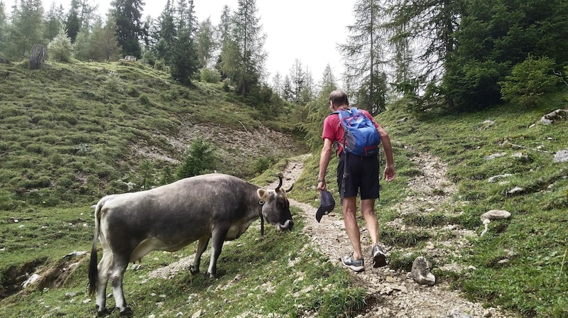 Alpine cows graze next to the path - but you still need to be careful. (Bild: Peter Freiberger)