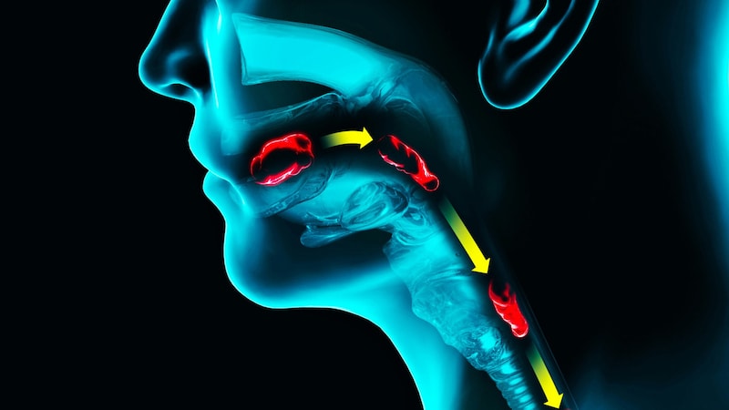 Swallowing is a complex process that requires precise coordination of 50 pairs of muscles and five pairs of cranial nerves. (Bild: stock.adobe.com/Naeblys)