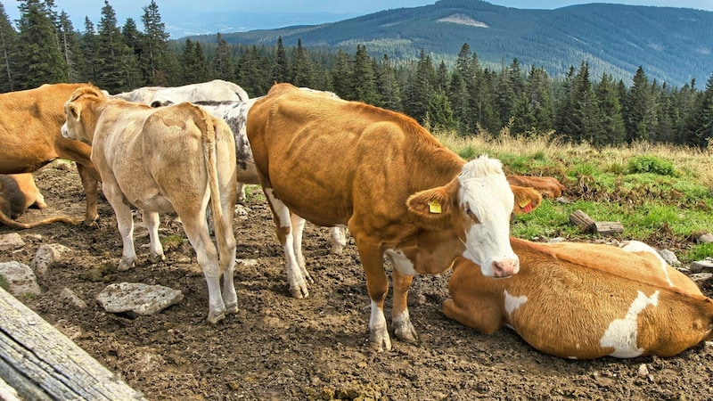 The cows enjoy their last days on the mountain pasture (Bild: Weges)