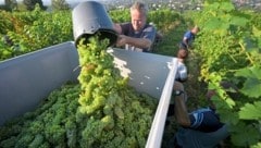 Die Weinlese beginnt auch in Niederösterreich heuer ungewöhnlich früh. (Bild: APA/ROLAND SCHLAGER / APA / picturedesk.com)