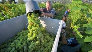 Die Weinlese beginnt auch in Niederösterreich heuer ungewöhnlich früh. (Bild: APA/ROLAND SCHLAGER / APA / picturedesk.com)