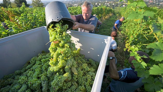 The grape harvest also starts unusually early in Lower Austria this year. (Bild: APA/ROLAND SCHLAGER / APA / picturedesk.com)