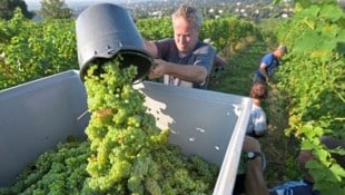 Süße Trauben: Das wechselhafte Sommerwetter war optimal für die Reife.