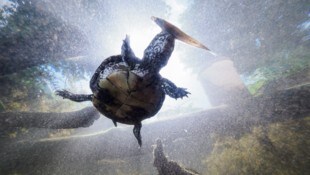 Vor wenigen Tagen geschlüpft: Die kleinen Sumpfschildkröten erkunden schon fleißig den Museumsteich beim Haus für Natur. (Bild: BENEDIKT REISNER)