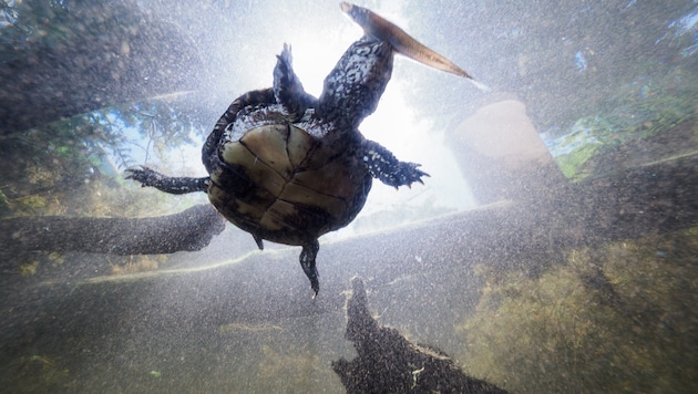 Vor wenigen Tagen geschlüpft: Die kleinen Sumpfschildkröten erkunden schon fleißig den Museumsteich beim Haus für Natur. (Bild: BENEDIKT REISNER)