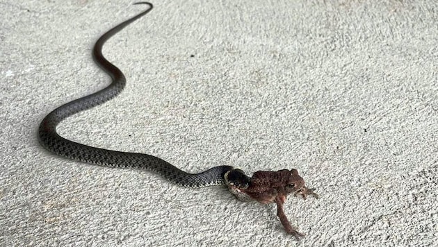 The grass snake was about to eat the toad. (Bild: zVg)