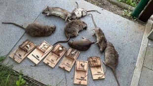 Nachbarn versuchten vorerst selbst, die Ratten zu fangen.