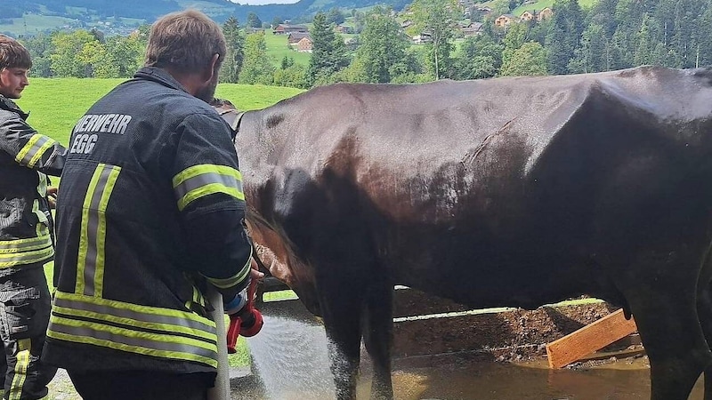 After the rescue, the animal was given a good shower. (Bild: Feuerwehr Egg)