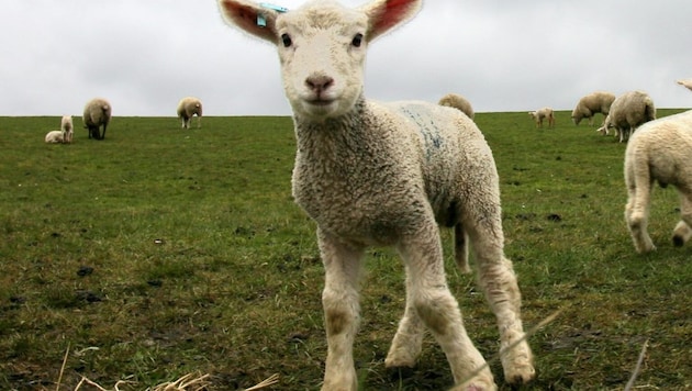 The bluetongue virus is transmitted by certain mosquitoes. It mainly infects sheep and cattle. (Bild: dpa)