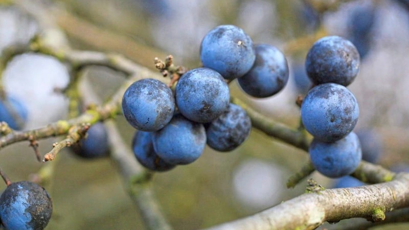 The blackthorn hedge berry is a real power fruit. (Bild: Horvath Walter/Walter Horvath)