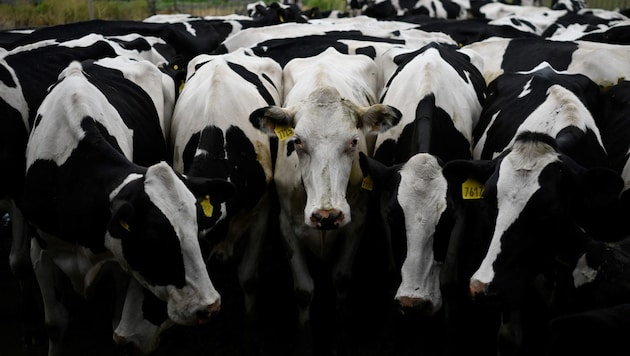 Beef from South America could soon be found more frequently in domestic supermarkets. (Bild: AFP/Luis ROBAYO)