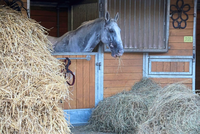 A total of 102 horses are used for "Fiaker Paul".