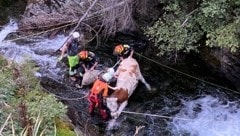 The responsible official veterinarian supported the rescue. (Bild: Helga Keimprecht)