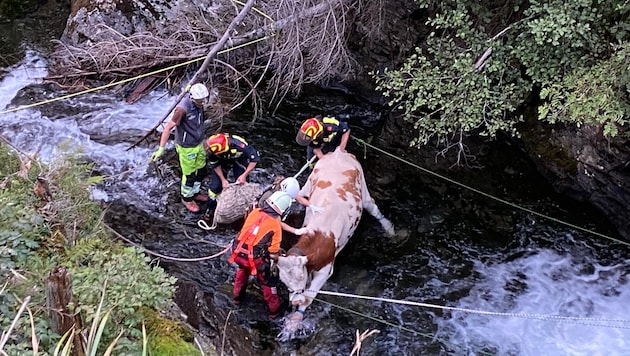 The responsible official veterinarian supported the rescue. (Bild: Helga Keimprecht)