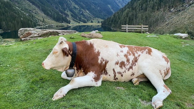 Obwohl Kühe meist friedlich und harmlos wirken, dürfen besonders Muttertiere nicht unterschätzt werden. (Symbolbild) (Bild: Helga Keimprecht)