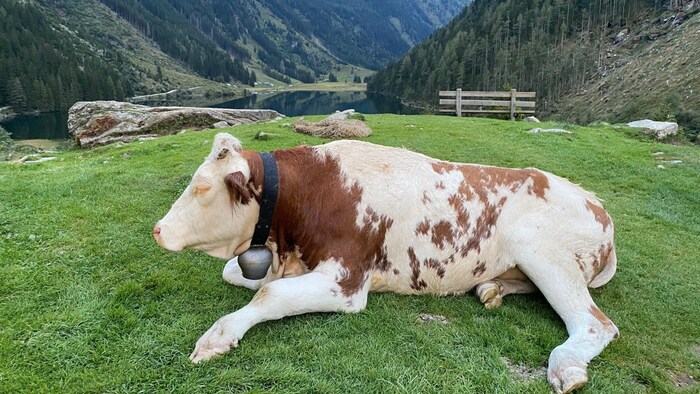 The cow was visibly relieved when she landed safely back on her pasture.