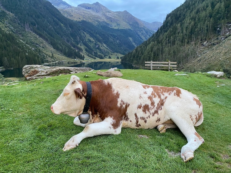 The cow was visibly relieved when she landed safely back on her pasture. (Bild: Helga Keimprecht)