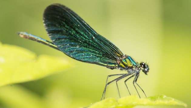 Die Blauflügel-Prachtlibelle trägt ihren Namen zurecht. (Bild: ServusTV)