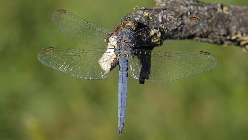 The two pairs of wings enable spectacular maneuvers (Bild: ServusTV)