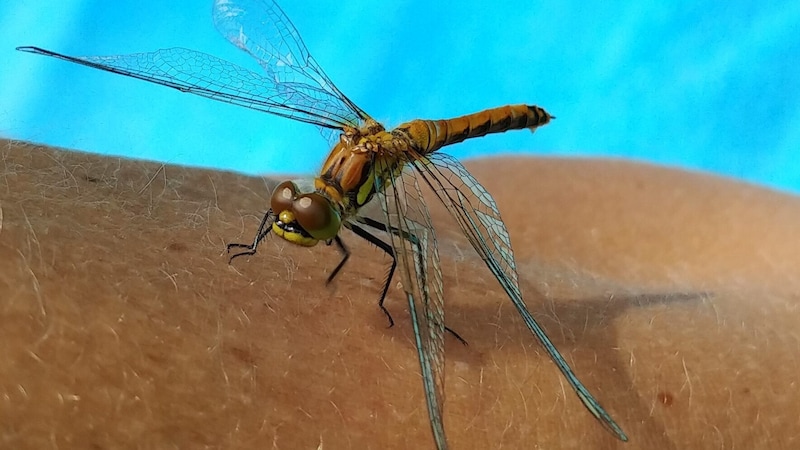 Contrary to some preconceptions, dragonflies do not sting. (Bild: Bergauer Rubina)