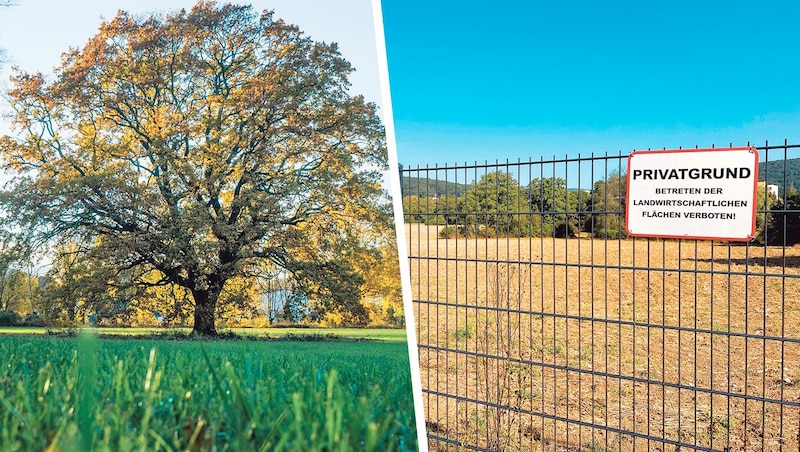 In Breitenfurt ist nun der Kampf um eine wertvolle Grünoase entbrannt – die Grünen wollen das Naturparadies bewahren (Bild: Krone KREATIV/krone.tv Gabriele Rass-Hubinek)