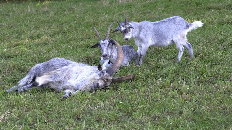 "Peter" obviously feels very much at home in his new herd. (Bild: Maurice Shourot)