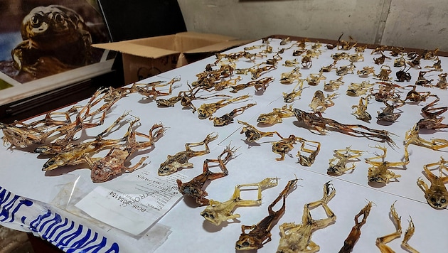 Customs in Peru photographed the seized frogs. (Bild: APA/AFP/SERFOR/HANDOUT)