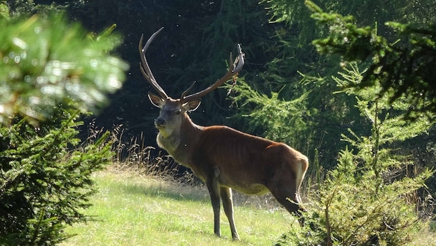 Alles rund um den Wald lernt bald eine neue Generation an Jägern. (Bild: zVg)