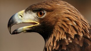 Keinen echten Adler, sondern eine Skulptur stahlen unbekannte Täter.