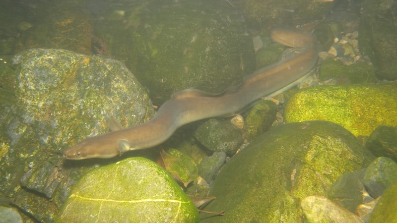 An adult Japanese eel (Bild: Wikipedia/Ffish.asia (CC BY 4.0))