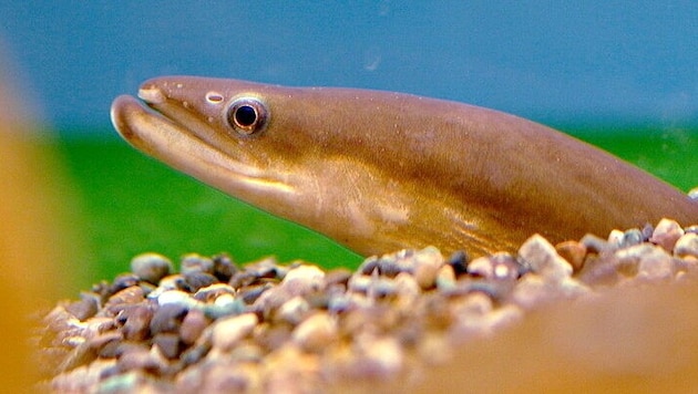 The Japanese eel is not an easy prey. (Bild: opencage)