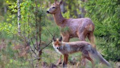 Nachgewiesen wurden Partikel bereits in der Tiefsee wie auch auf Berggipfeln und sogar in der Atmosphäre und in Muttermilch. (Bild: stock.adobe.com/NickVorobey.com, stock.adobe.com)