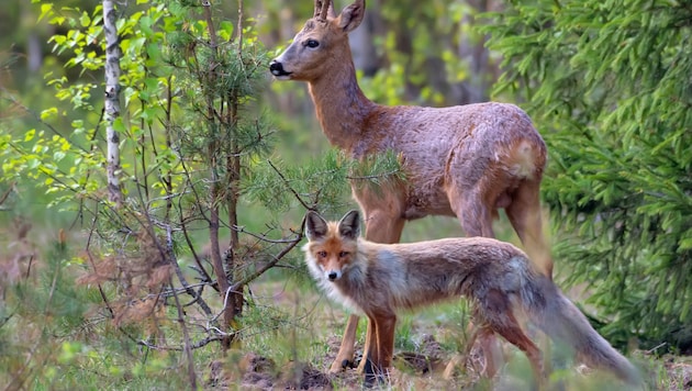 Nachgewiesen wurden Partikel bereits in der Tiefsee wie auch auf Berggipfeln und sogar in der Atmosphäre und in Muttermilch. (Bild: stock.adobe.com/NickVorobey.com, stock.adobe.com)