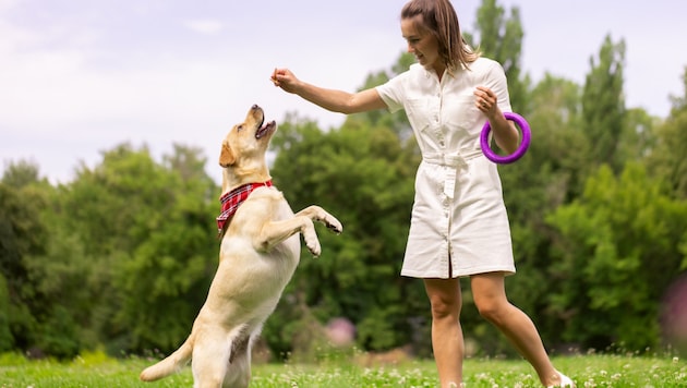 Training should be fun for both dog and human. The favorite toy is a great reward! (Bild: stock.adobe.com/st.kolesnikov - stock.adobe.com)