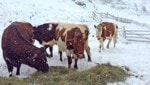 In den Bergen wird viel Neuschnee erwartet: Gut, wenn eine Notration Heu auf der Alm bereitsteht. (Bild: ROLAND HOLITZKY)