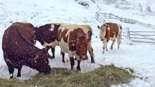 In den Bergen wird viel Neuschnee erwartet: Gut, wenn eine Notration Heu auf der Alm bereitsteht. (Bild: ROLAND HOLITZKY)