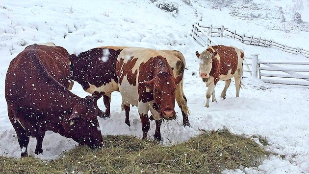 A lot of fresh snow is expected in the mountains: It's good to have an emergency ration of hay ready on the mountain pasture. (Bild: ROLAND HOLITZKY)