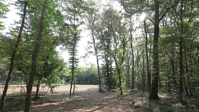 The cemetery operation will start with a 7000 m² section of the forest. (Bild: Reinhard Judt)