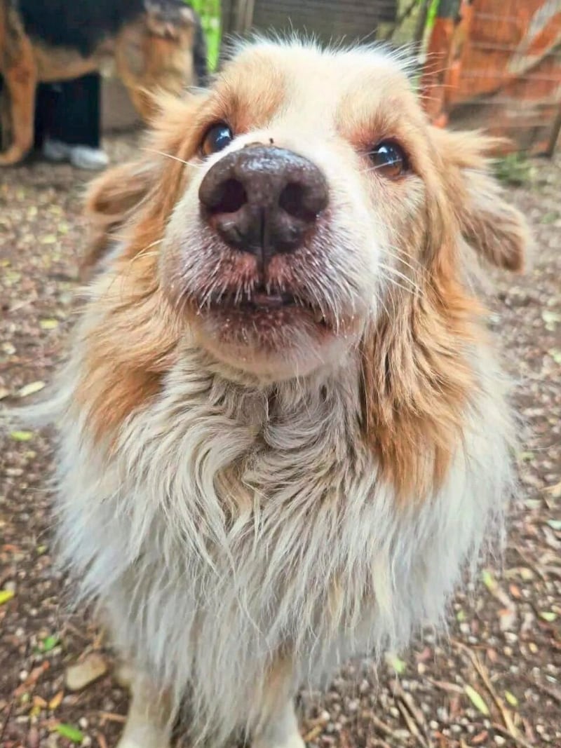 Hoping for lasting happiness (Bild: Aktiver Tierschutz Austria )