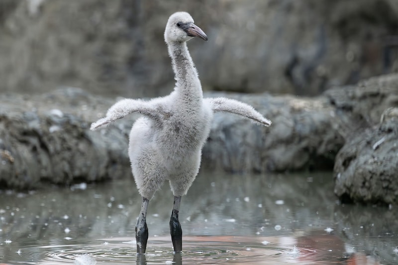 Noch tragen die frisch geschlüpften Flamingos ein graues Daunenkleid – erst nach drei Jahren erhalten sie ihr typisches rosa Gefieder.  (Bild: Daniel Zupanc)