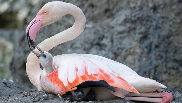 Thorough planning at Schönbrunn Zoo leads to the long-awaited flamingo offspring. (Bild: Daniel Zupanc)