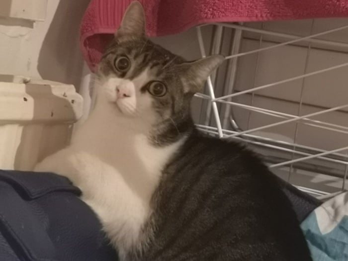 Cleo