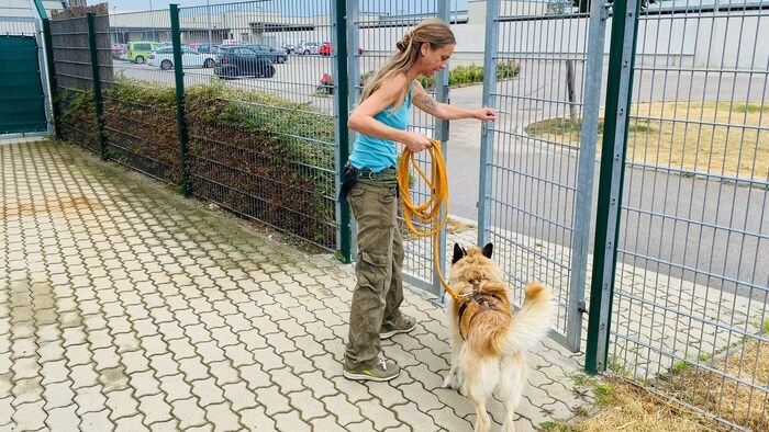 Der Alltag im Tierheim ist kein Zuckerschlecken. Regelmäßiger Auslauf ist enorm wichtig und ...