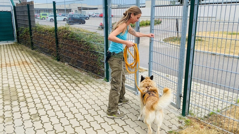 Der Alltag im Tierheim ist kein Zuckerschlecken. Regelmäßiger Auslauf ist enorm wichtig und steht an der Tagesordnung. (Bild: privat)