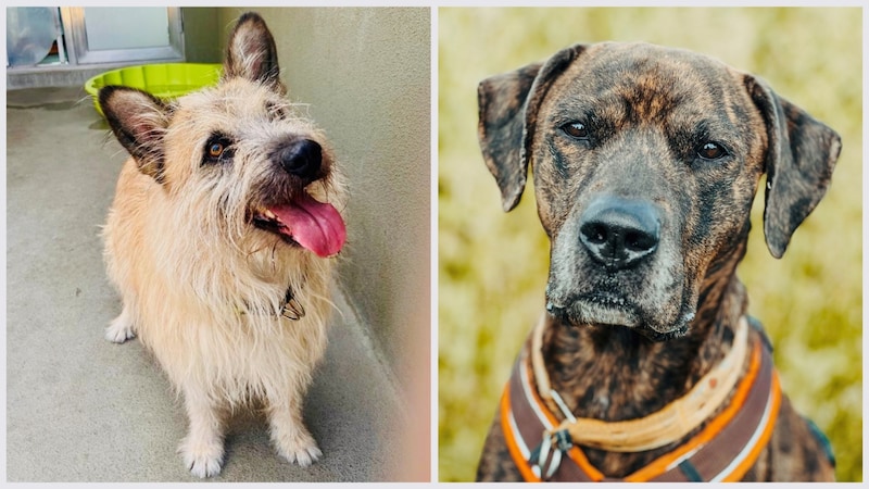 Mongrel "Struppi" (left) and AmStaff male "Herkules" have regained trust in people with a lot of time and love from their trainers. (Bild: privat)