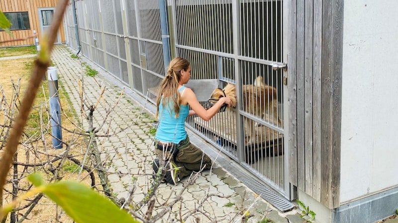 Anfangs konnte man im TierQuarTier „Struppi“ den Beißkorb gar nicht anlegen. Mittlerweile klappt das problemlos und wird freudig erwartet. (Bild: privat)